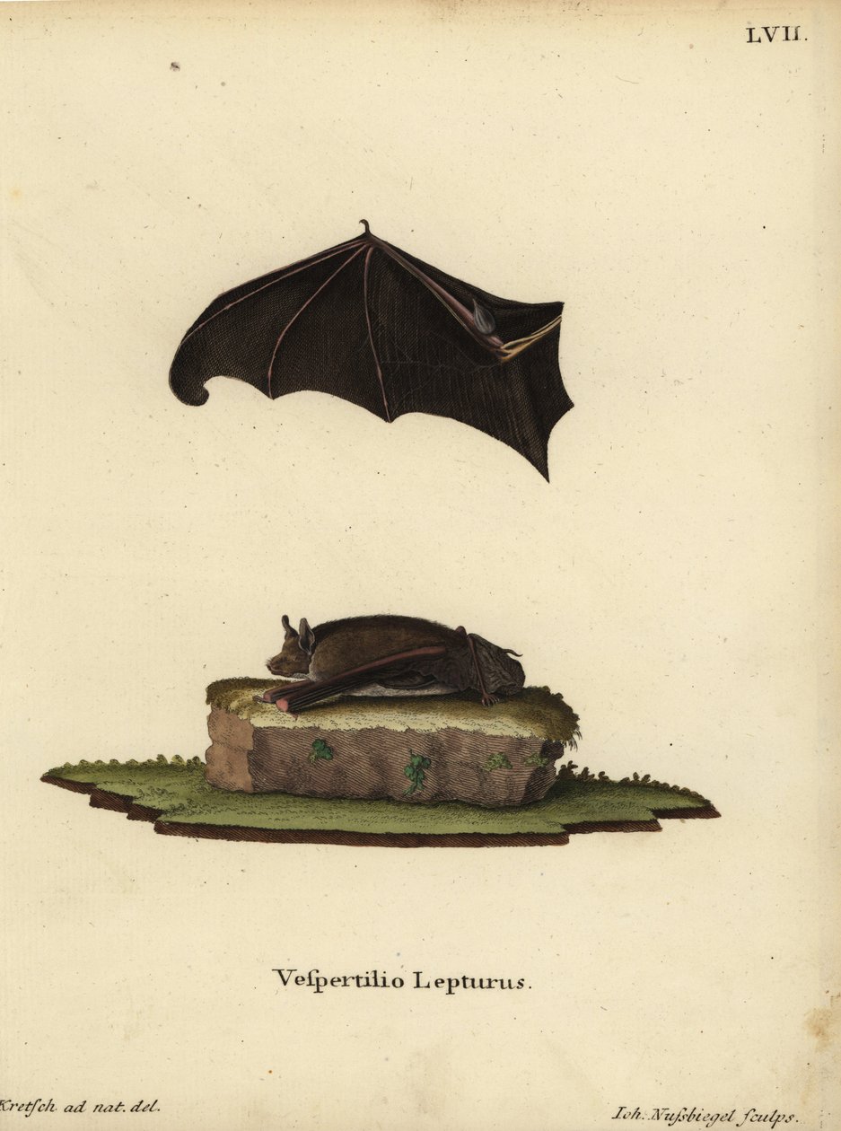 小囊翅蝙蝠（Saccopteryx leptura）。Vespertilio lepturus。Johann Nussbiegel 根据 J.D. Kretsch 根据 Johann Christian Daniel Schreber 的《自然动物插图》或 Schreber 的《自然动物插图》中的自然插图绘制的手工彩色铜版画。 作者 未知艺术家