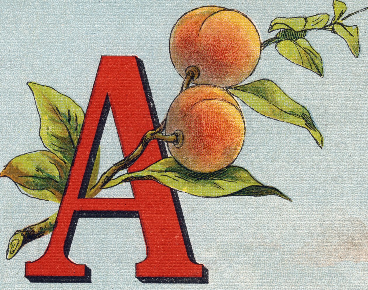 字母A：杏。 雕刻“Alphabet de ma petite fille”。 Bernardin-Bechet 和 Fils，书商出版商，巴黎，约 1895 年。坚不可摧的画布专辑。 贝贝斯图书馆。 12 页。 包含阅读方法和说明的相册 作者 不明