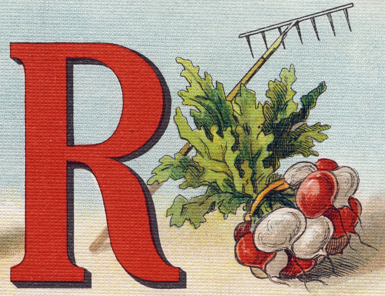 字母R：耙子，萝卜。雕刻在 "Alphabet de ma petite fille "中。Bernardin-Bechet and Fils，书商-出版商，巴黎，1895年左右。画布上的牢不可破的画册。婴儿图书馆。12页。画册包含阅读方法和插图。 作者 不明
