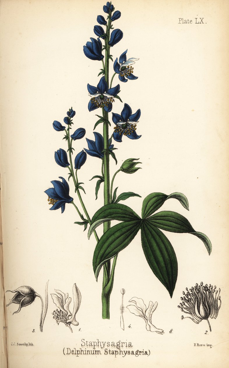 烈马草（Lie-bane 或 stavesacre），Delphinium staphisagria（Delphinium staphysagria）。夏洛特-卡罗琳-索尔比（Charlotte Caroline Sowerby）根据爱德华-汉密尔顿（Edward Hamilton）的《顺势疗法花卉》（Flora Homeopathica）绘制的手绘石版画，伦敦 Bailliere 出版社 作者 未知艺术家