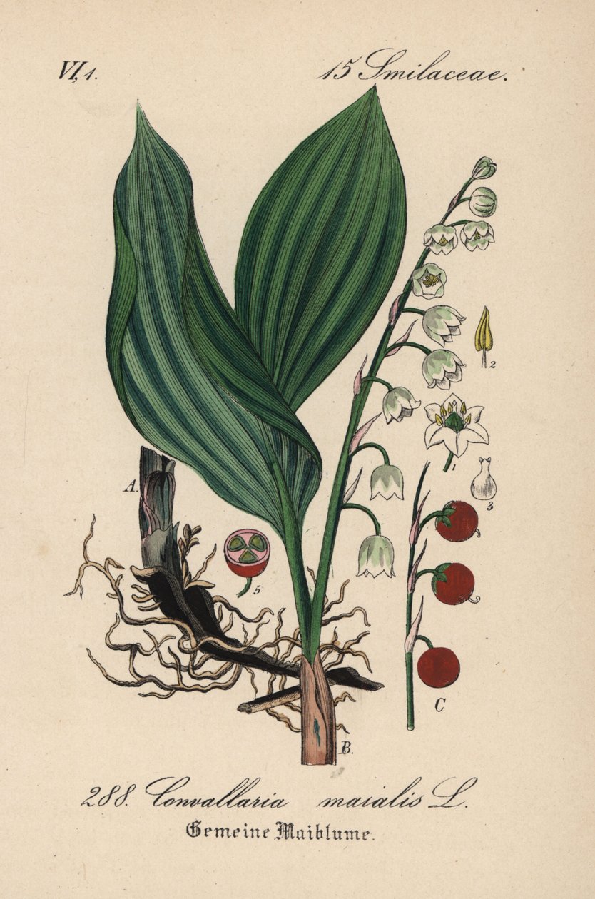 山谷百合，Convallaria majalis。Diederich von Schlechtendal 的《德国植物》（Flora von Deutschland）中的手工彩色石版画，耶拿 作者 未知艺术家