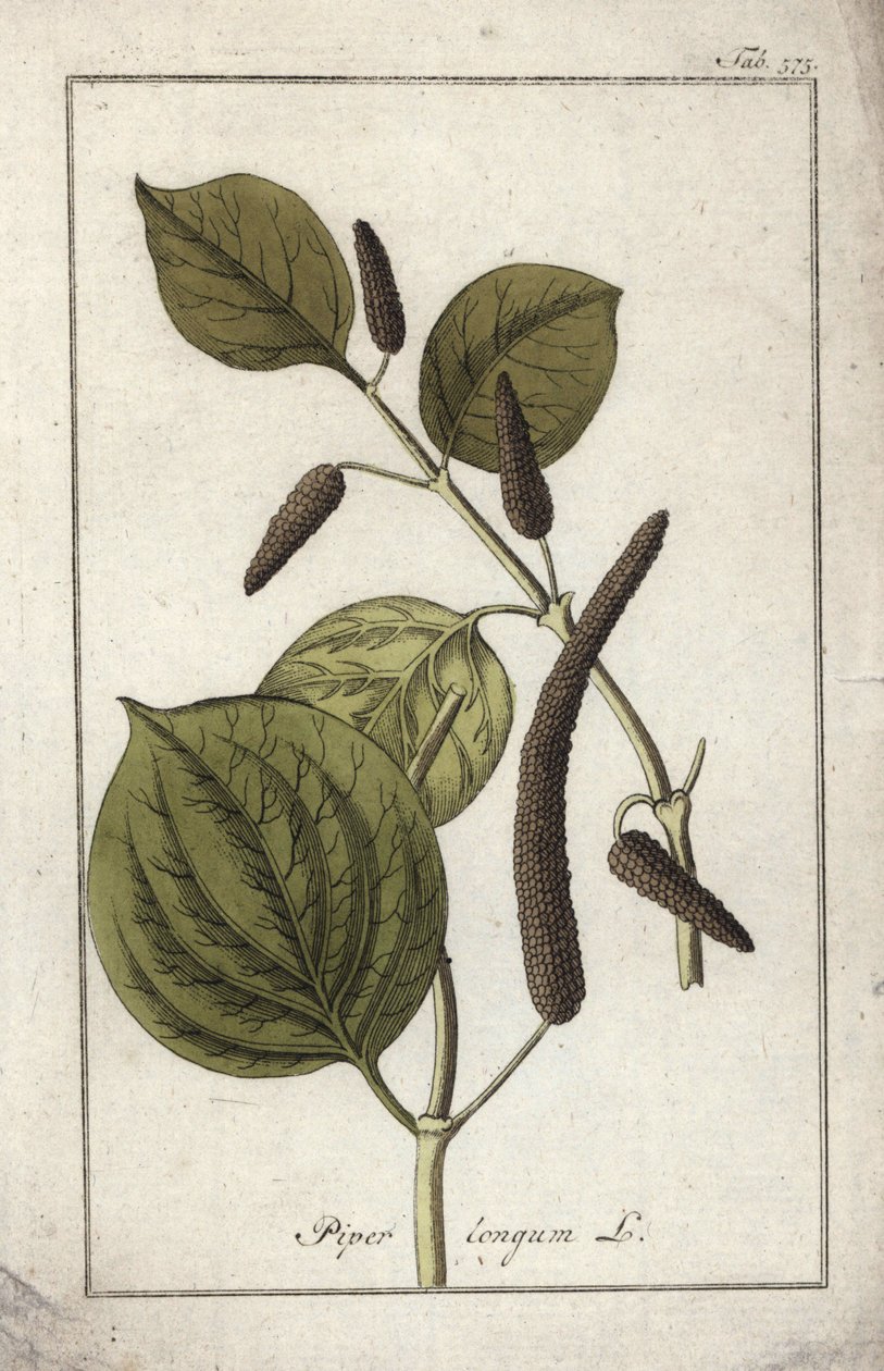 长胡椒盘（Piper longum）。石版画，选自约翰内斯-佐恩（1739-1799 年）的 "Afbeelding der Artseny-Gewassen"，荷兰 作者 未知艺术家