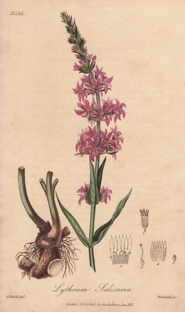 Loosestrife (Lythrum salicaria) - William Clarke 为 John Stephenson 和 James Morss Churchill 于 1 年在伦敦出版的《医学植物学，伦敦、爱丁堡和都柏林药用植物描述》绘制的浓水插图。 作者 未知艺术家
