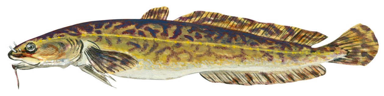 Lotte - Burbot (Lota lota) 作者 未知艺术家