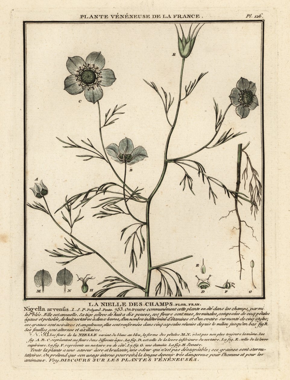 雾中之恋Nigella arvensis. 作者 未知艺术家