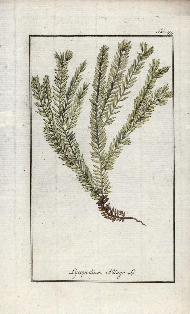 棒状番茄或药用番茄（Lycopodium clavatum）。约翰内斯-佐恩（Johannes Zorn，1739-1799 年）"Afbeelding der Artseny-Gewassen "中的石版画，荷兰 作者 未知艺术家