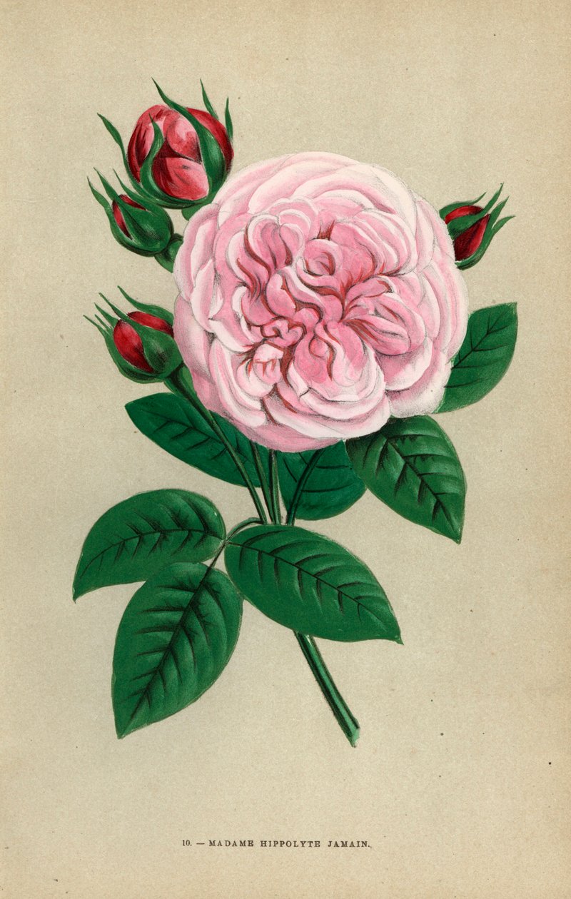 希波吕特-贾曼夫人的玫瑰，1871 年由鲁昂的加尔孔先生培育的杂交品种，献给作者的妻子。F. Grobon 根据 Hippolyte Jamain 和 Eugene Forney 的 "Les Roses "绘制并石版印刷的色石版画。 作者 未知艺术家