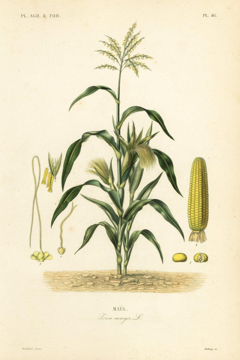 玉米，Zea mays, Mais 作者 不明