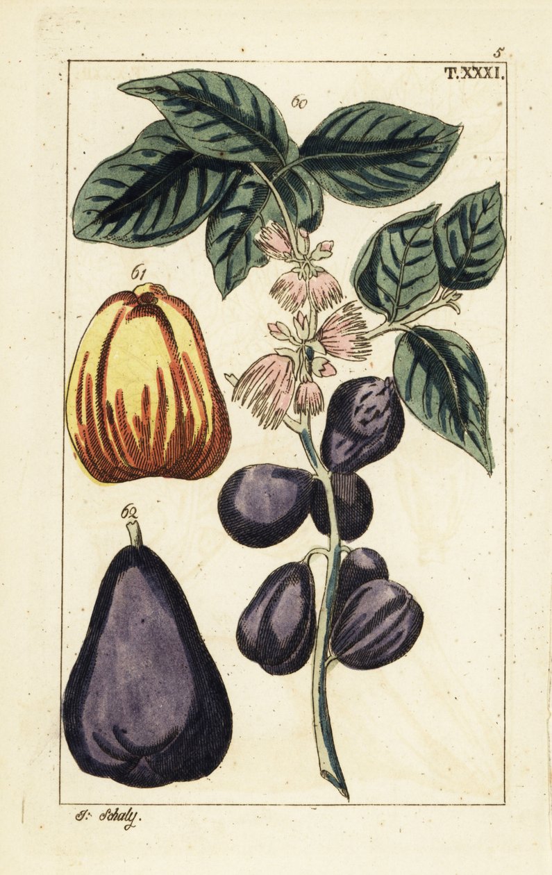 马来苹果，Syzygium malaccense。 作者 未知艺术家