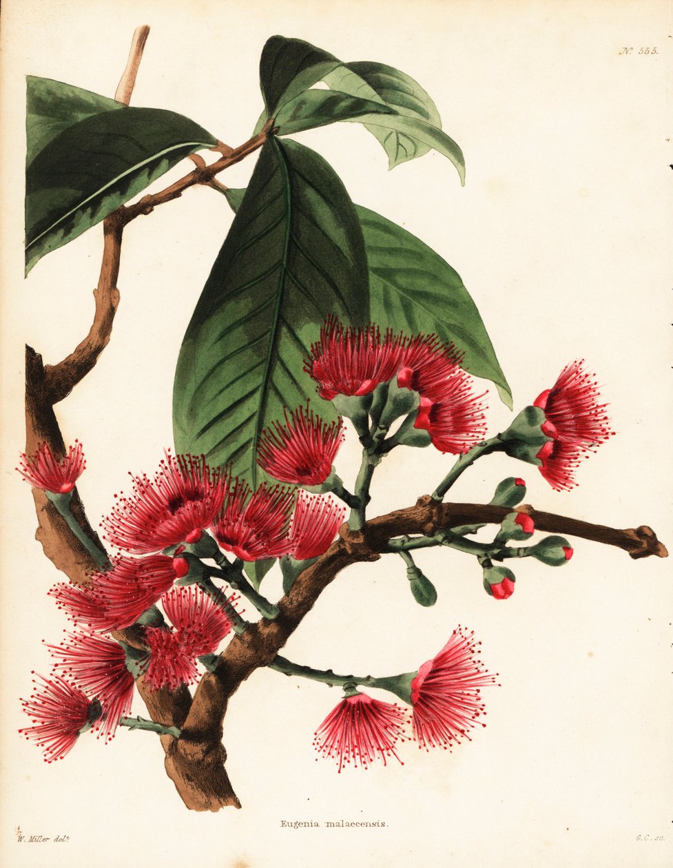 马来玫瑰苹果，Syzygium malaccense (Eugenia malaccensis)。乔治-库克（George Cooke）根据威廉-米勒（William Miller）的插图绘制的手绘铜版画，出自伦敦哈克尼的康拉德-洛迪格斯（Conrad Loddiges）植物柜。 作者 未知艺术家