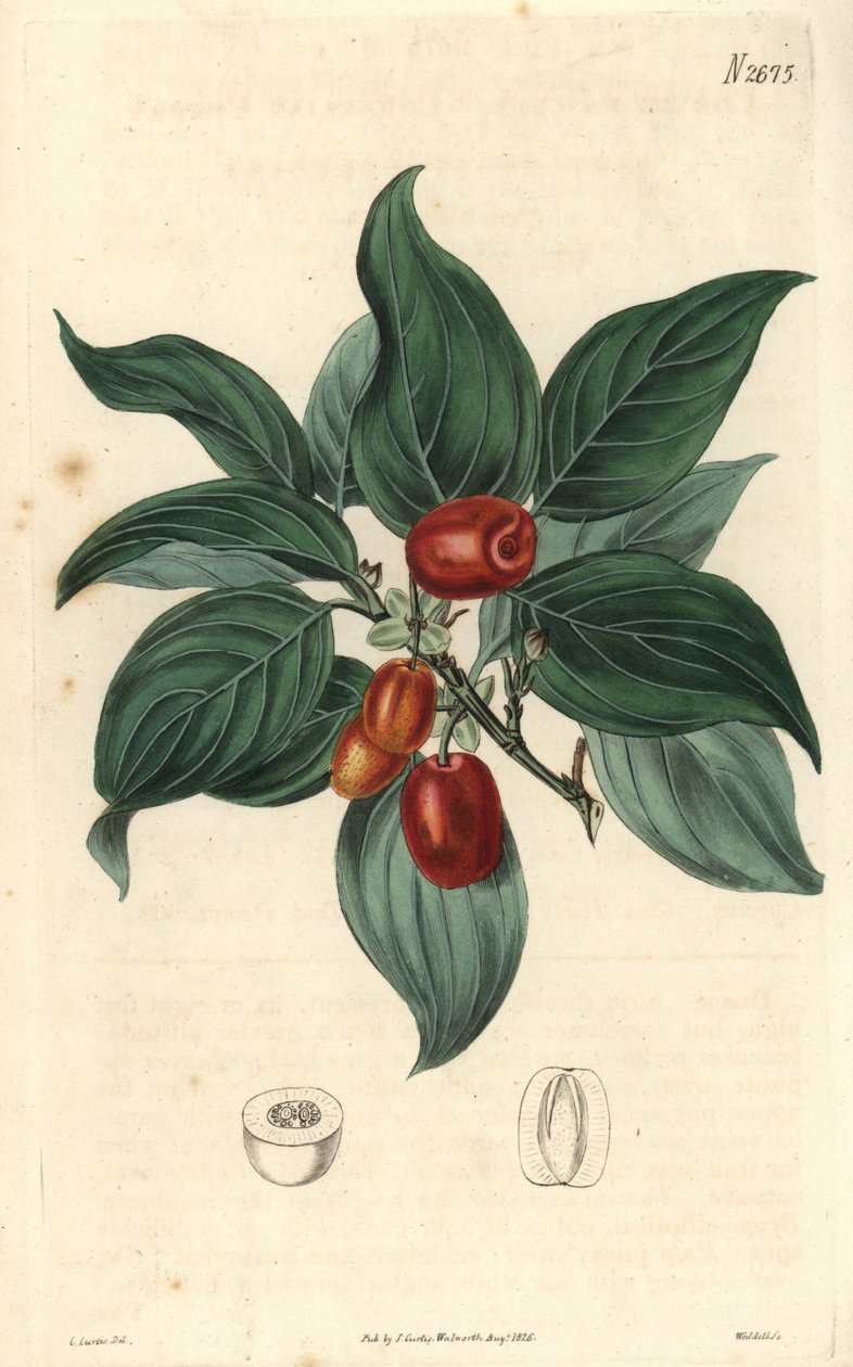 雄山茱萸，枝上有果实。C. Curtis 插图，Weddell 版画。柯蒂斯植物杂志》中的山茱萸，作者塞缪尔-柯蒂斯 作者 未知艺术家