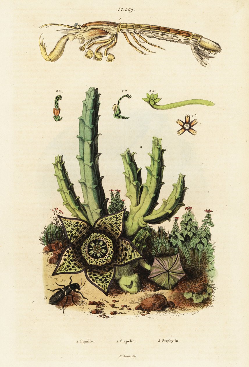 螳螂虾、星花和甲虫。，1834-1839（雕刻） 作者 未知艺术家