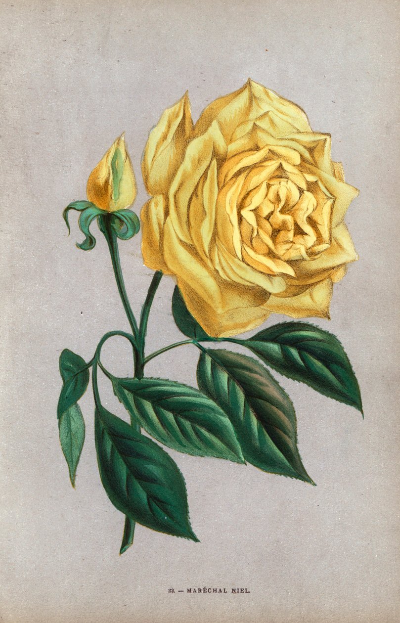 Marechal Niel 玫瑰，1864 年由蒙托邦培育的榛子玫瑰的黄色品种。F. Grobon 根据 Hippolyte Jamain 和 Eugene Forney 的 "Les Roses"（《玫瑰花》）绘制并石版印刷的彩色石版画，巴黎，J. Rothschild 出版社。 作者 未知艺术家