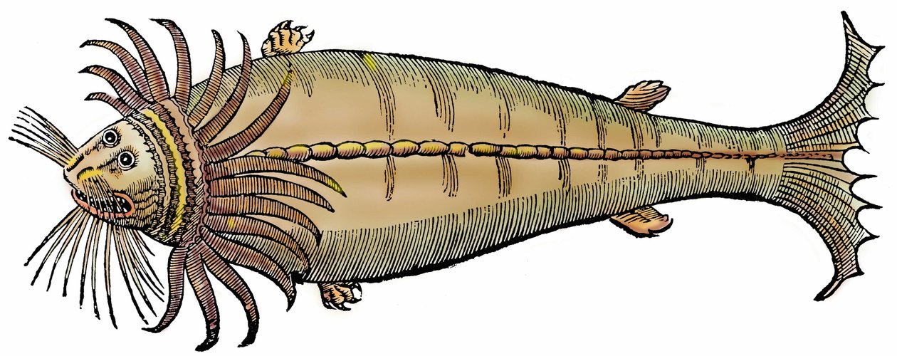 海洋生物，选自 "Paralipomena accuratissima historiae omnium animalium quae in voluminibus Aldrovandi desiderantur/Bartholomaeus Ambrosinus... summo labore collegit; Marcus Antonius Berna bibliopola bononiensis propriis sumptibus i "的木刻版画。 作者 未知艺术家