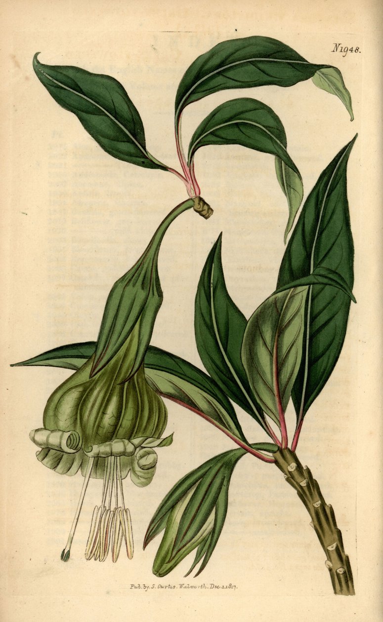 Markea viridiflora（索兰德拉 viridiflora）。塞缪尔-柯蒂斯的《植物杂志》中的手工彩色铜版雕刻，伦敦 作者 未知艺术家