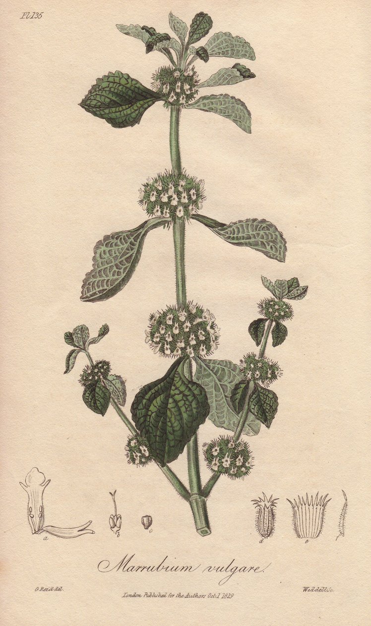 Marrubium vulgare（大叶黄杨）--威廉-克拉克为约翰-史蒂芬森和詹姆斯-莫尔斯-丘吉尔所著《医学植物学，伦敦、爱丁堡和都柏林药用植物描述》配图的浓水，由约翰-丘吉尔在伦敦出版。 作者 未知艺术家