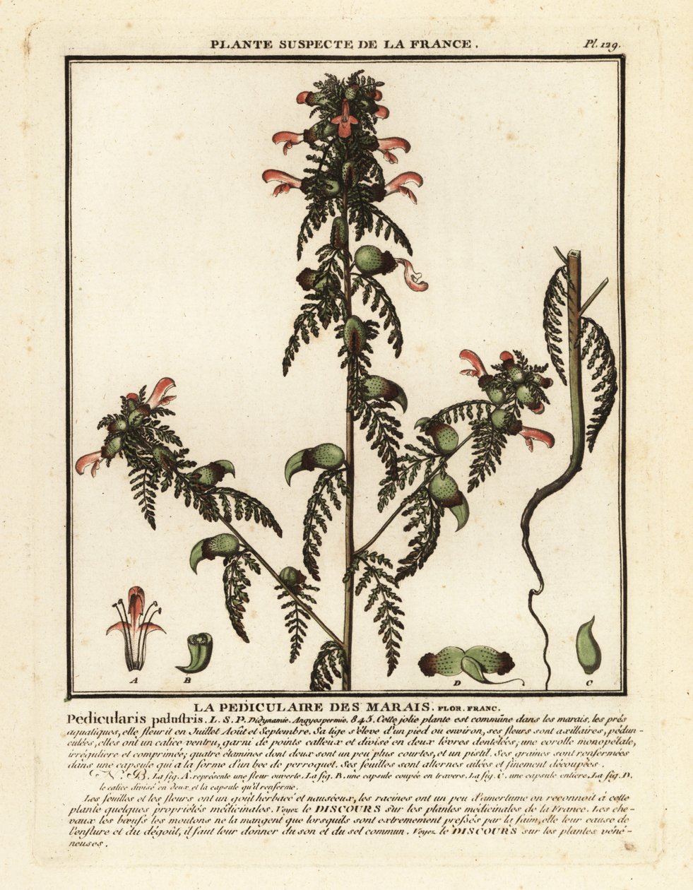 沼泽虱草，Pedicularis palustris。 作者 未知艺术家