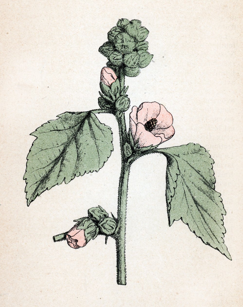 棉花糖（Althaea officinalis）（白锦葵）（棉花糖，沼泽锦葵）植物图版，摘自保罗-哈里奥特的《药用植物彩色图集》。 作者 未知艺术家