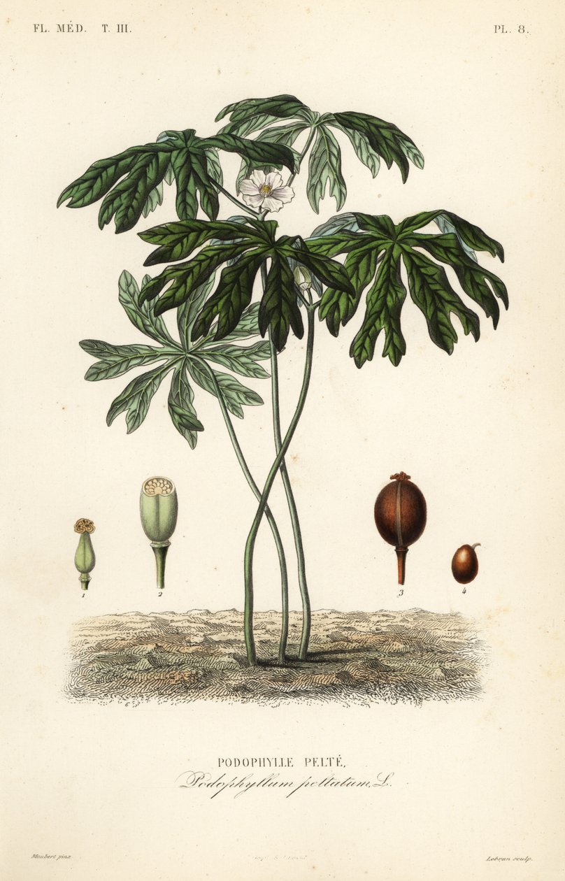 Mayapple 或美国曼德拉草、Podophyllum peltatum、Podophylle pelte 作者 不明
