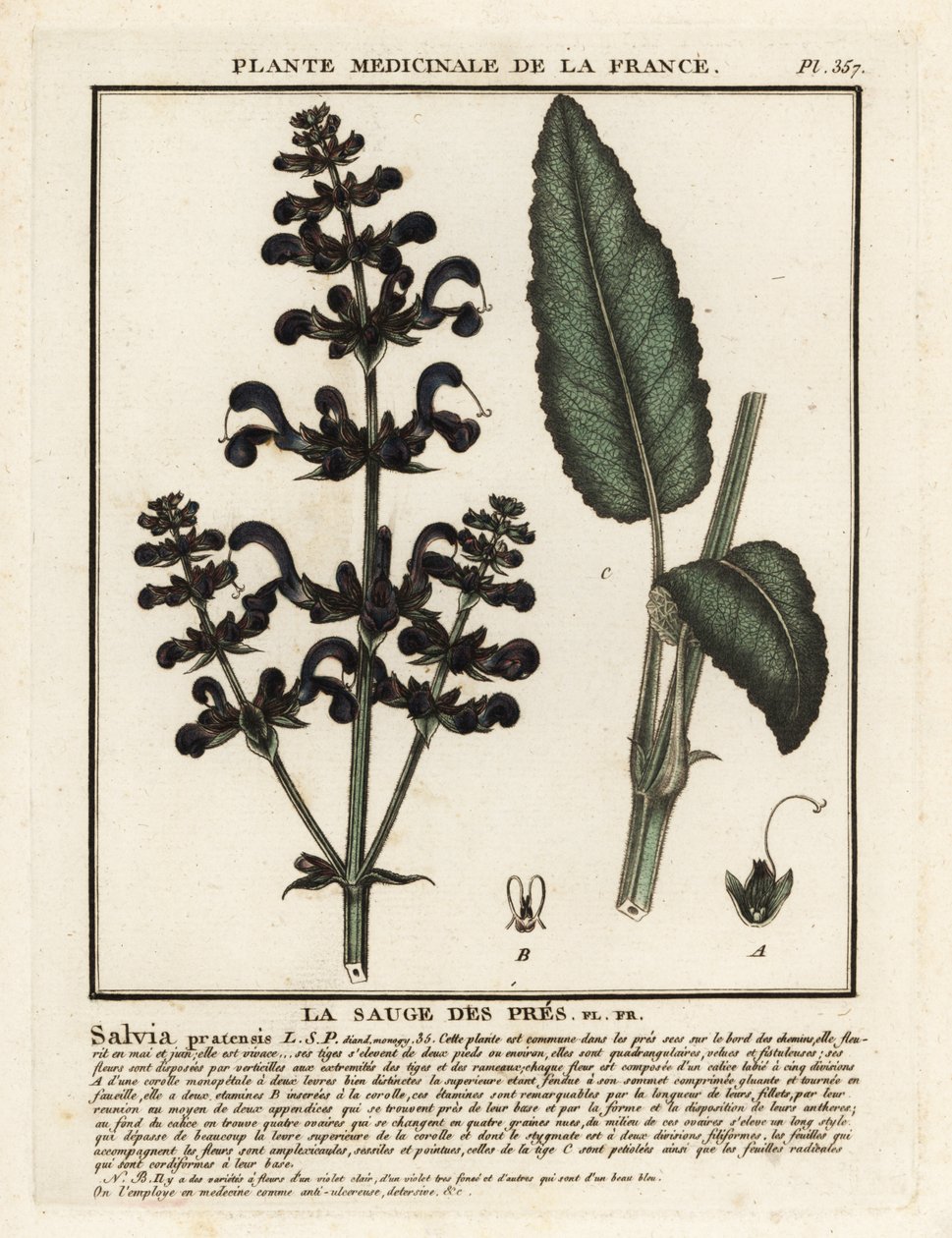草甸clary，Salvia pratensis。 作者 未知艺术家