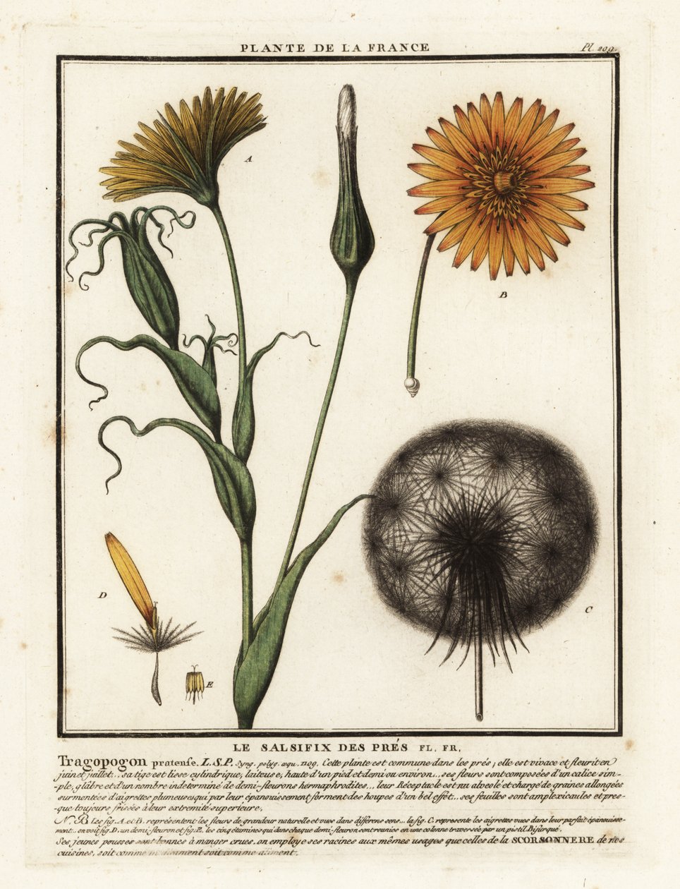 草地莎草，Tragopogon pratensis。 作者 未知艺术家