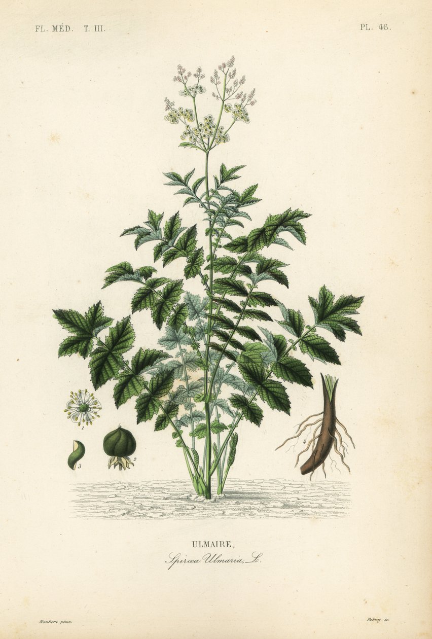 绣线菊或蜂蜜草，Filipendula ulmaria, Spiraea ulmaria, Ulmaire 作者 不明