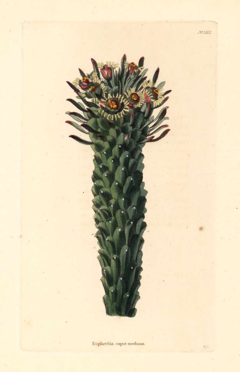 美杜莎的头，Euphorbia caput-medusae。乔治-库克（George Cooke）根据哈克尼康拉德-洛迪格斯（Conrad Loddiges）的植物橱窗绘制的手绘铜版画 作者 未知艺术家