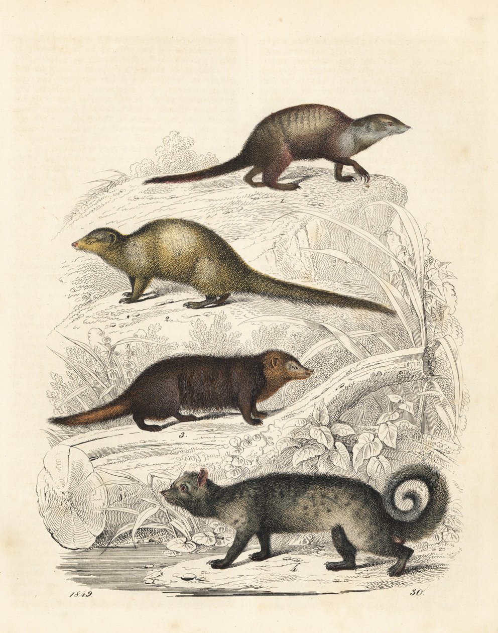 猫鼬 Suricata suricatta 1、印度灰獴 Herpestes edwardsii 2、普通狐獴 Crossarchus obscurus 3 和亚洲果子狸 Paradoxurus hermaphroditus 4。卡尔-霍夫曼《世界之书》中的手工彩色石版画，斯图加特 作者 未知艺术家