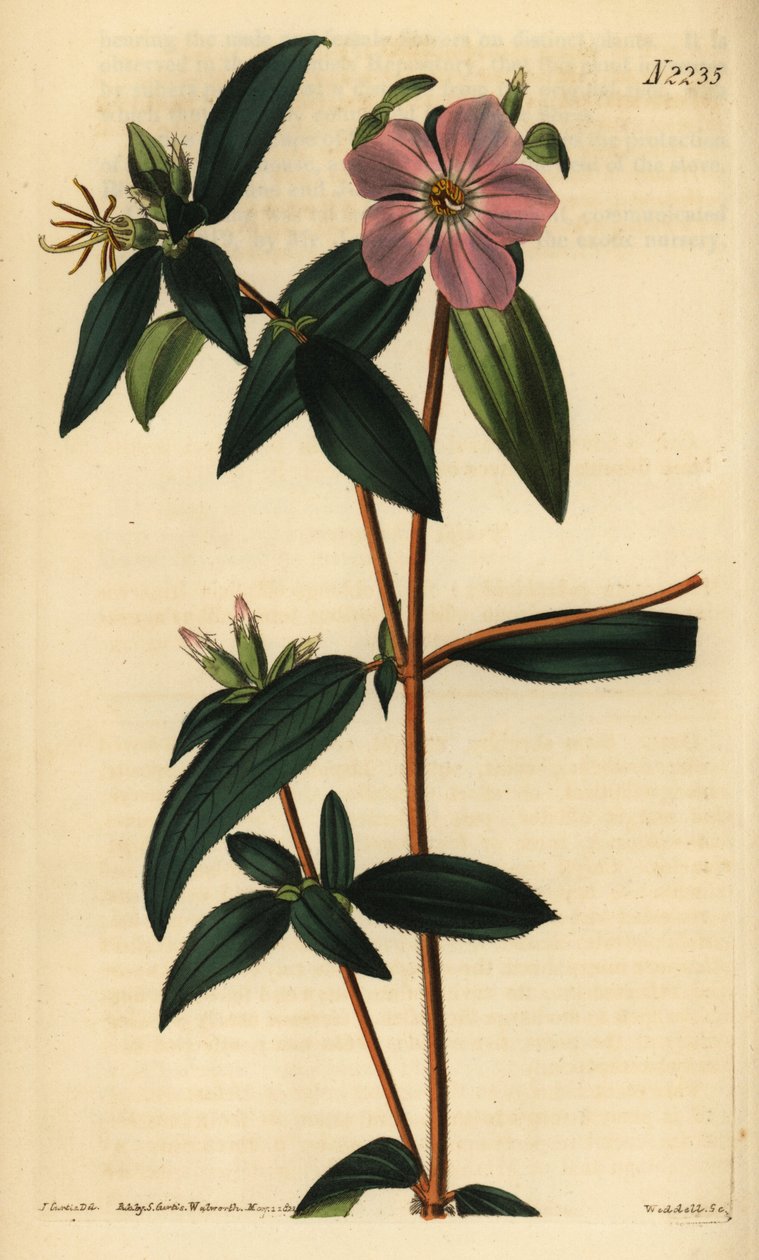 Melastoma osbeckioides。Weddell 根据 Samuel Curtis 的《植物杂志》中 John Curtis 的插图绘制的手工彩色铜版雕刻，伦敦 作者 未知艺术家