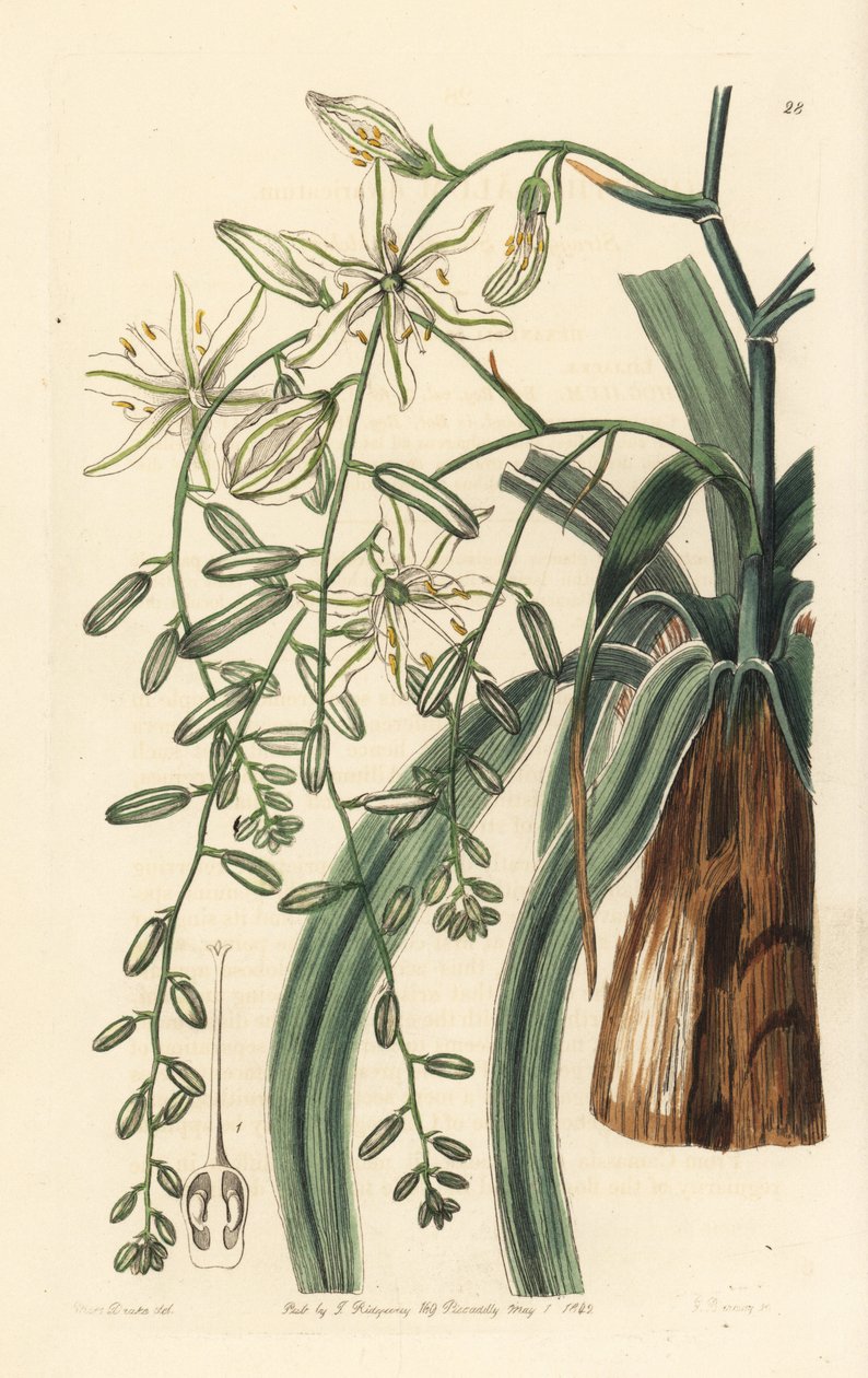 墨西哥皂草 - 波浪叶皂草，Chlorogalum pomeridianum var. divaricatum（蔓生伯利恒星，Ornithogalum divaricatum）。乔治-巴克利（George Barclay）根据莎拉-德雷克（Sarah Drake）小姐从爱德华兹的《植物》中选取的插图绘制的手工彩色铜版雕刻。 作者 未知艺术家