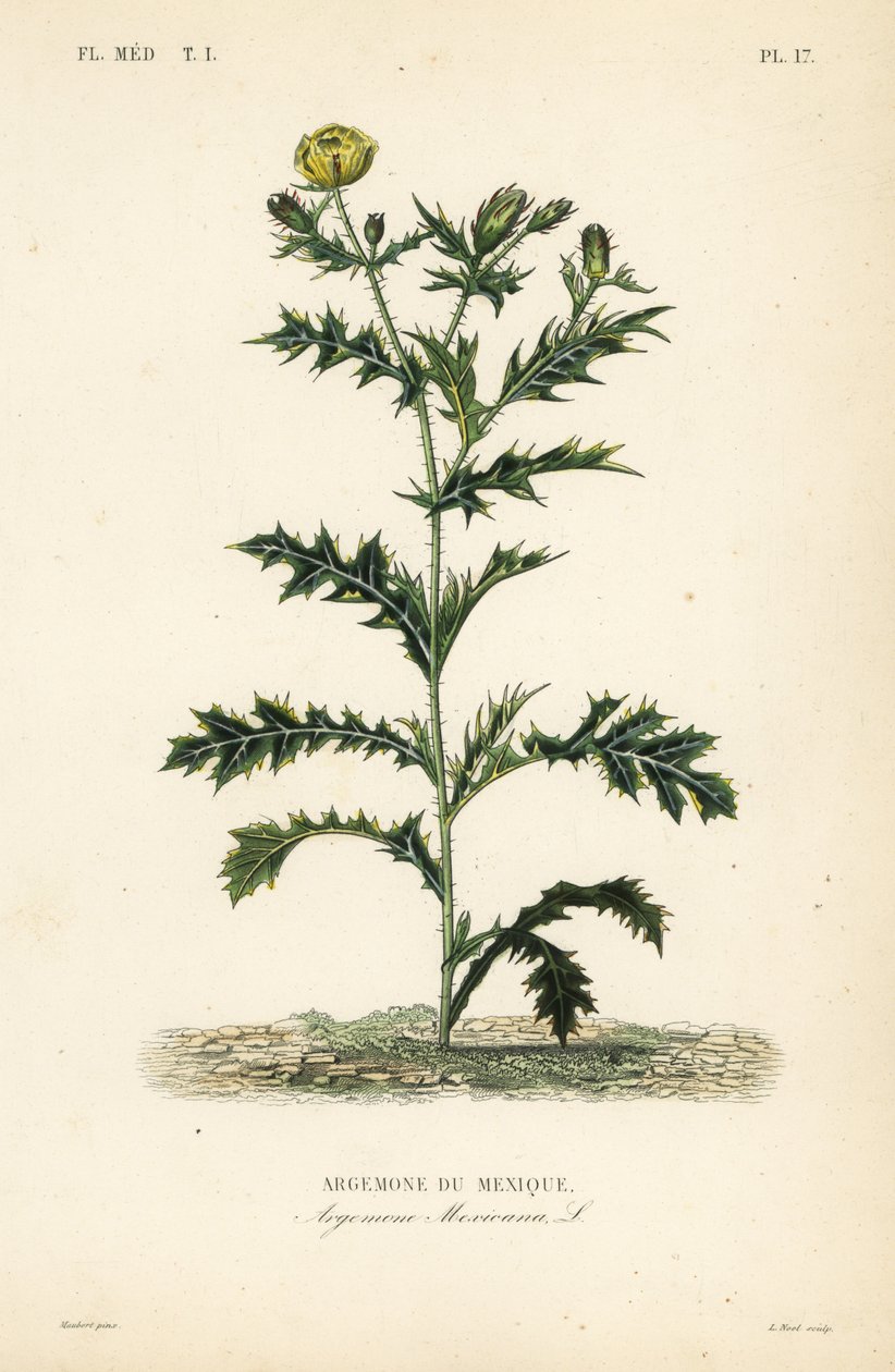 墨西哥罂粟或花蓟, Argemone mexicana, Argemone du Mexique 作者 不明