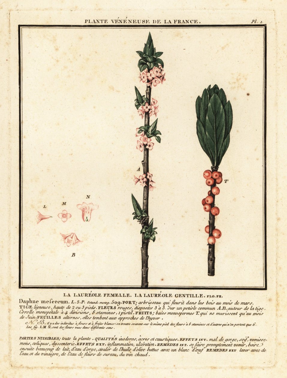 Mezereon，达芙妮 mezereum。 作者 未知艺术家