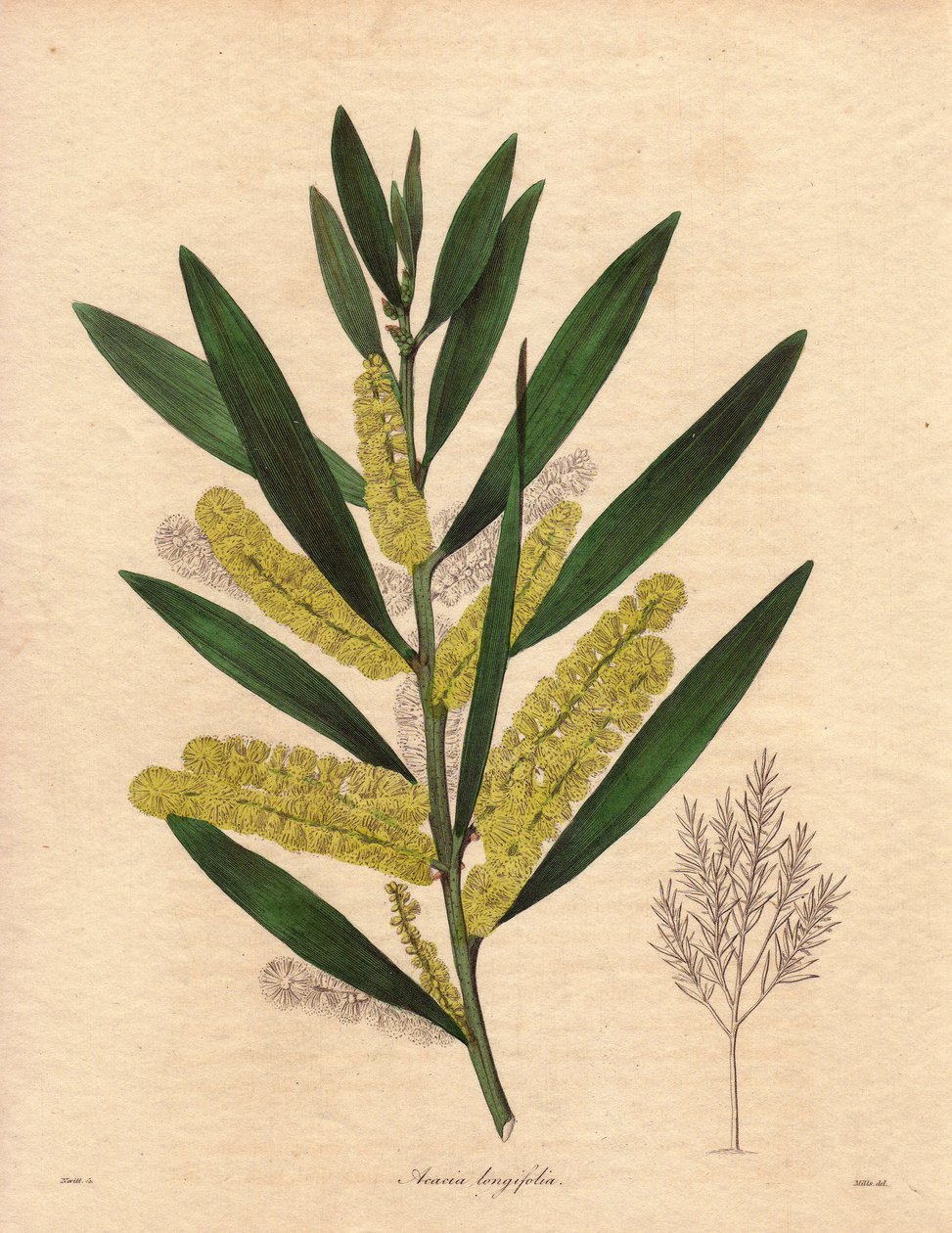 含羞草毛虫（Acacia longifolia），灌木，叶片宿存，高达 3 到 6 米，花序为长的柠檬黄色花序，非常芳香。原产于新荷兰（澳大利亚），1792 年引入英国。插图：R 作者 未知艺术家