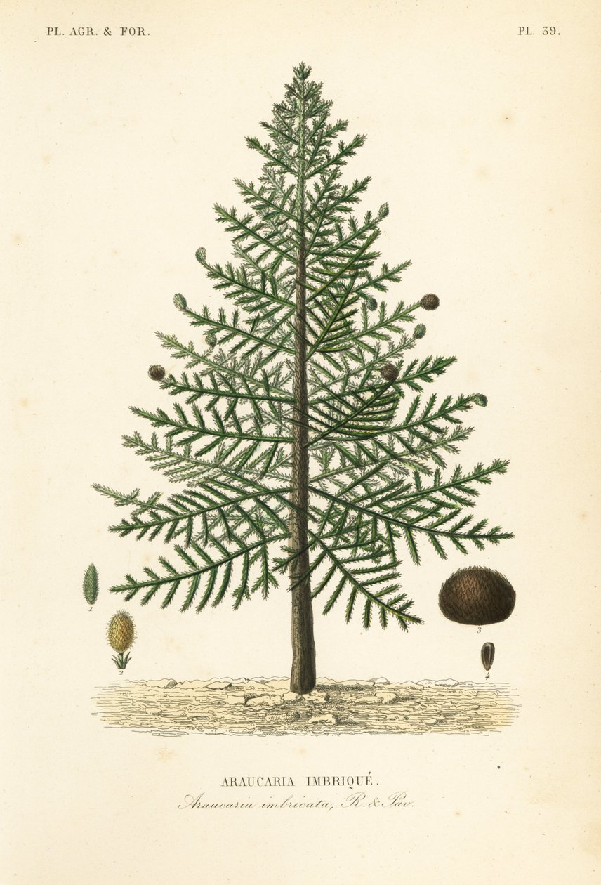猴拼图树或智利松，Araucaria araucana, Araucaria imbricata, Araucaria imbrique 作者 不明