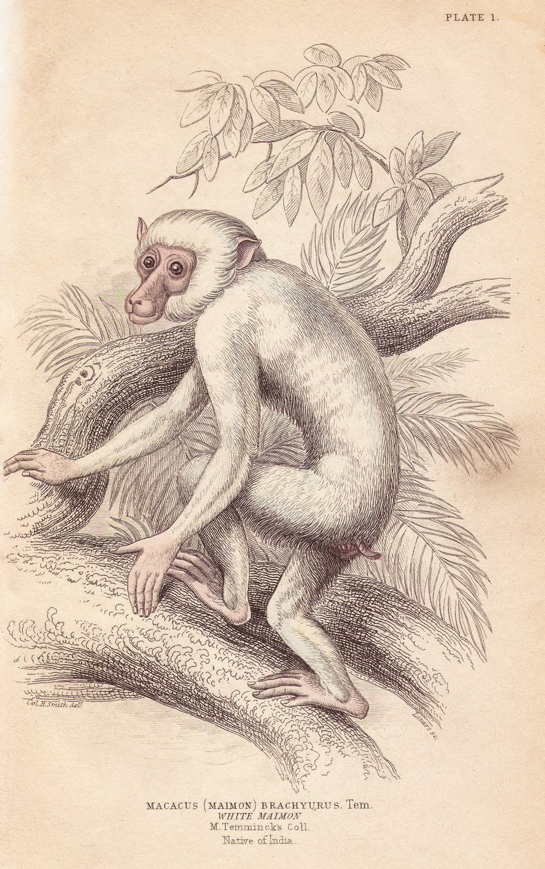 摩尔猕猴，Macaca maura（Macacus maimon brachyurus）。白色猕猴，据说是一只白化的幼猴。利扎斯根据查尔斯-汉密尔顿-史密斯（Charles Hamilton Smith）的插图绘制的手绘钢版画，出自爱丁堡威廉-怡和的《博物学家图书馆》。 作者 未知艺术家