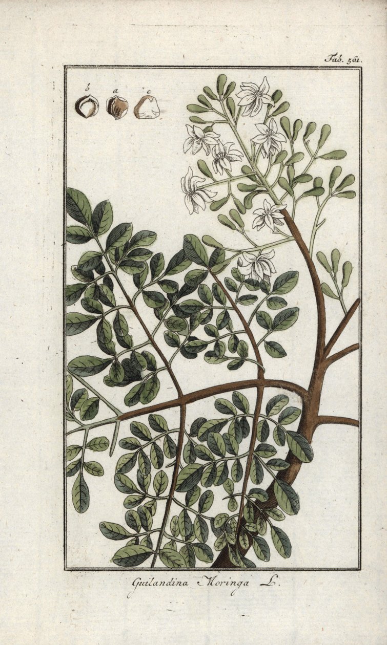 辣木（Moringa oleifera）。约翰内斯-佐恩（Johannes Zorn，1739-1799 年）"Afbeelding der Artseny-Gewassen "中的石版画，荷兰 作者 未知艺术家