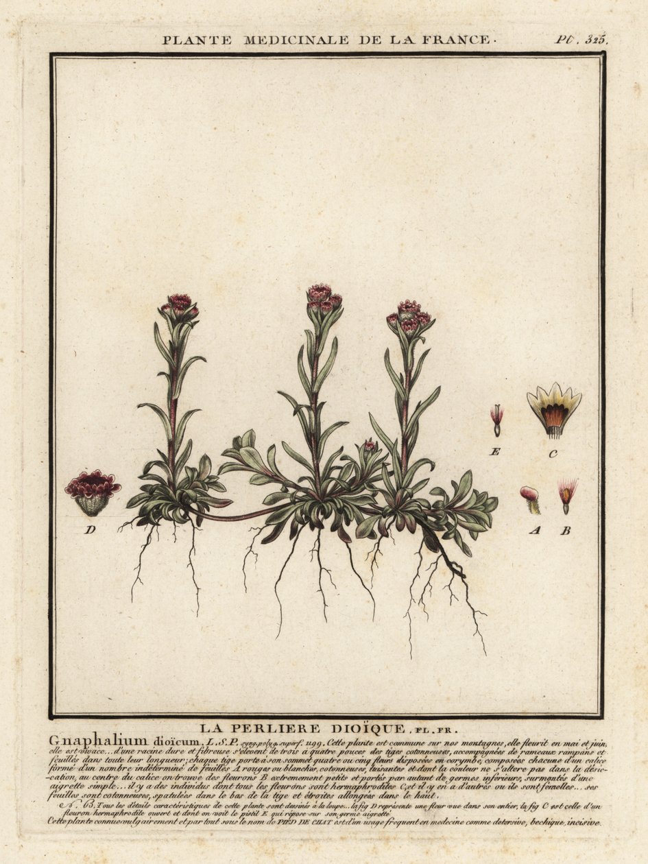 山永生，Antennaria dioica。 作者 未知艺术家