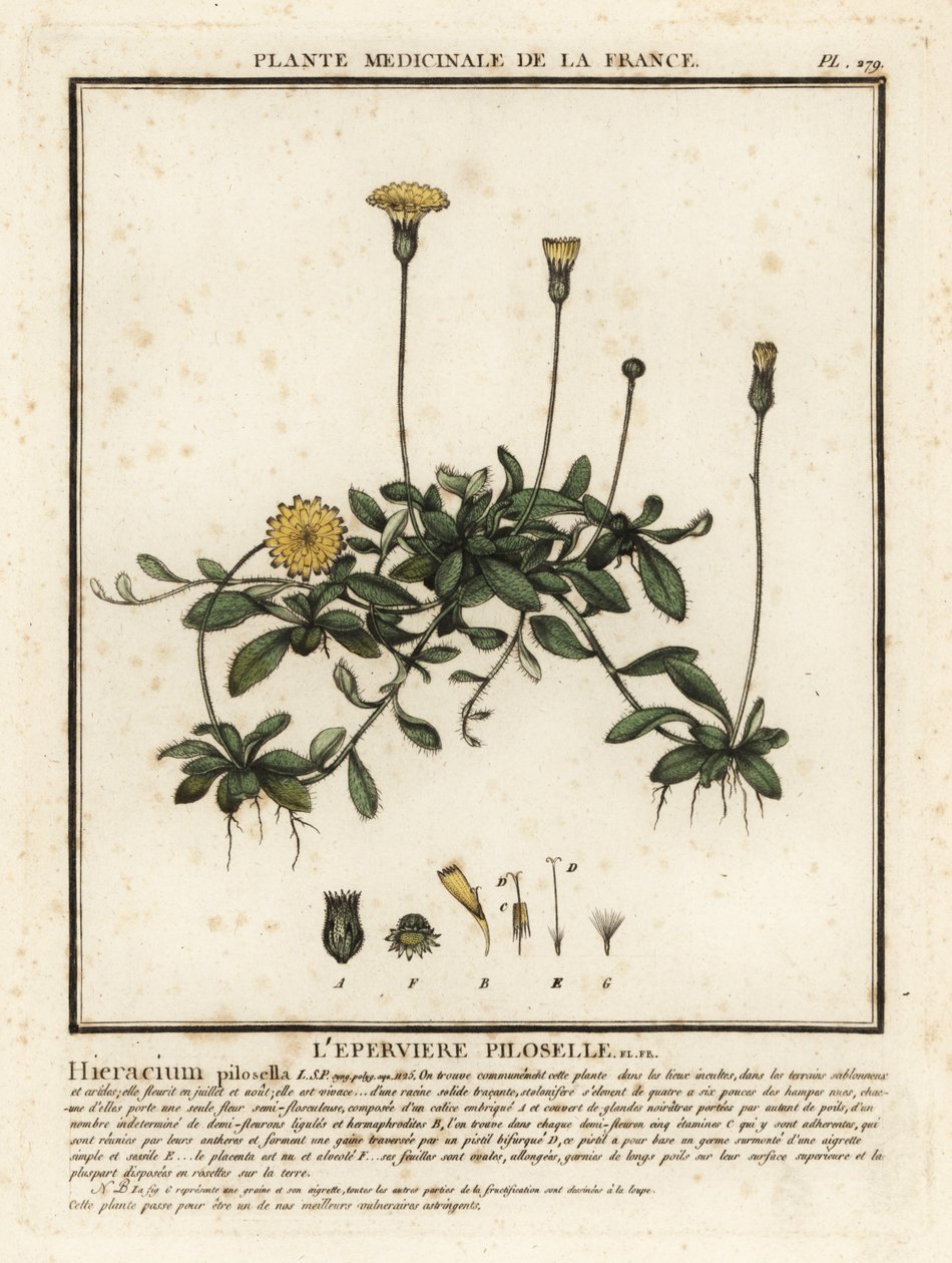 鼠耳鹰草，Pilosella officinarum。 作者 未知艺术家