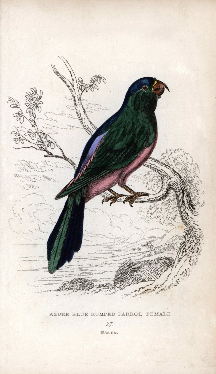 穆勒鹦鹉（Tanygnathus sumatranus）。Psittacus cyanopygius（雌鸟）。约瑟夫-基德（Joseph Kidd）根据约翰-奥杜邦（John Audubon）的绘画绘制的石版画，载于《自然历史杂记》：鹦鹉》，托马斯-迪克-劳德爵士和托马斯-布朗船长，爱丁堡出版，Sco. 作者 未知艺术家