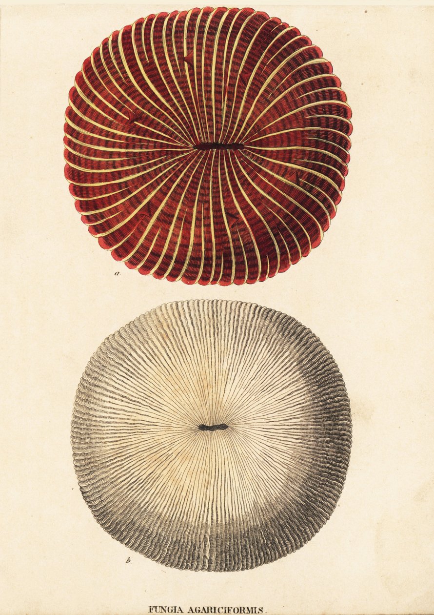 蘑菇珊瑚，Fungia fungites (Fungia agariciformis)。Georg Friedrich Treitschke 的自然历史画廊，Naturhistorischer Bildersaal des Thierreiches，Liepzig-1842。 作者 未知艺术家