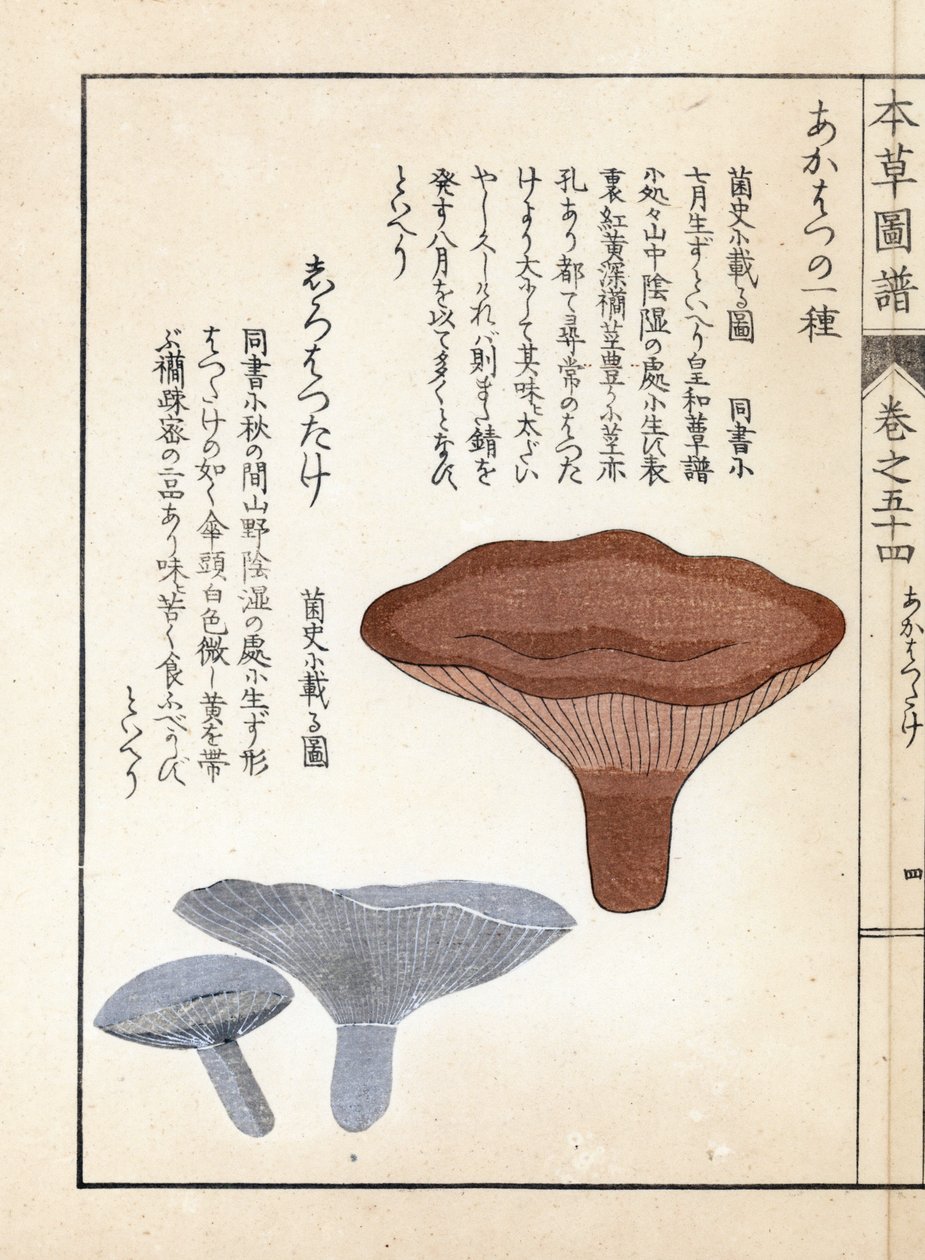 蘑菇：Akahatsu lacatire 和白色 shirohatsudake - 岩崎 Kanen（1786-1842 年）的日本版画，选自《Honzo Zufu》，药用植物图鉴 作者 未知艺术家