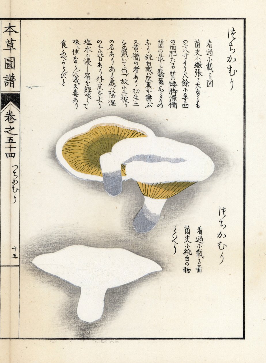 蘑菇：牛奶胡椒--岩崎 Kanen（1786-1842 年）的日本版画，选自《Honzo Zufu》，药用植物图鉴 作者 未知艺术家
