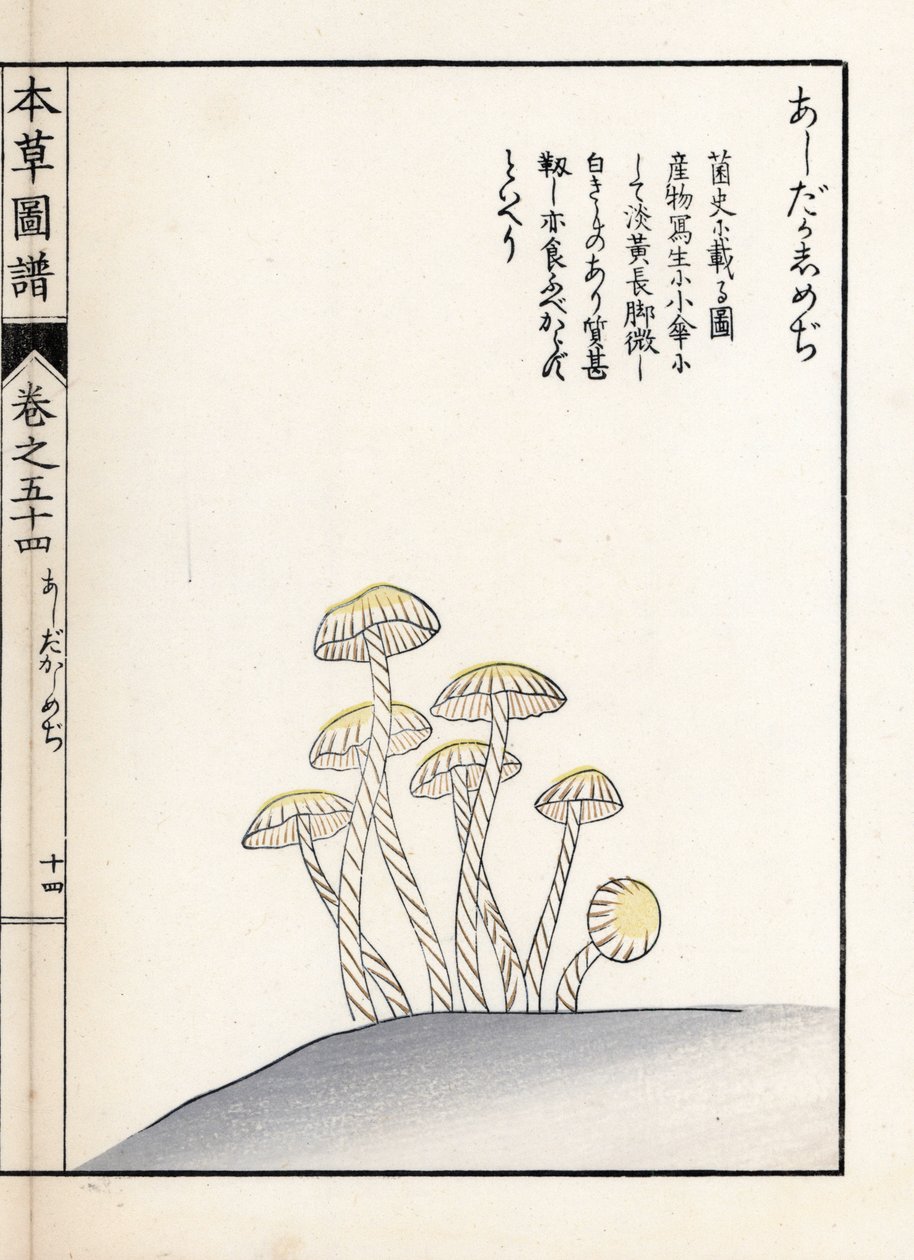 蘑菇：shimeji ashitaka - 日本版画，岩崎 Kanen Iwasaki（1786-1842 年）绘制，选自《Honzo Zufu》，药用植物图鉴 作者 未知艺术家