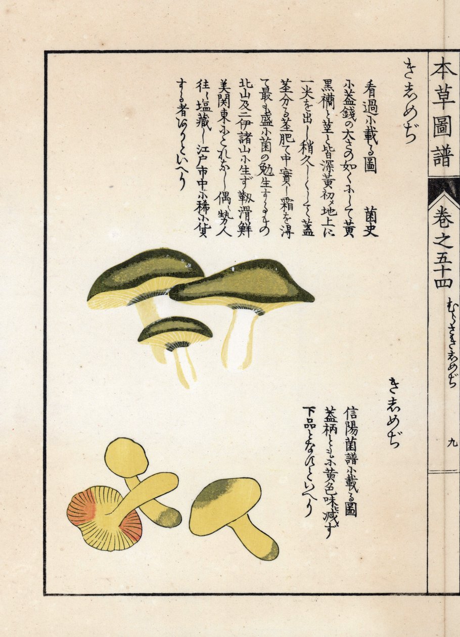蘑菇：马术三叶草或骑士（或黄色）的变种--岩崎 Kanen（1786-1842 年）的日本版画，选自《Honzo Zufu》，药用植物图鉴 作者 未知艺术家