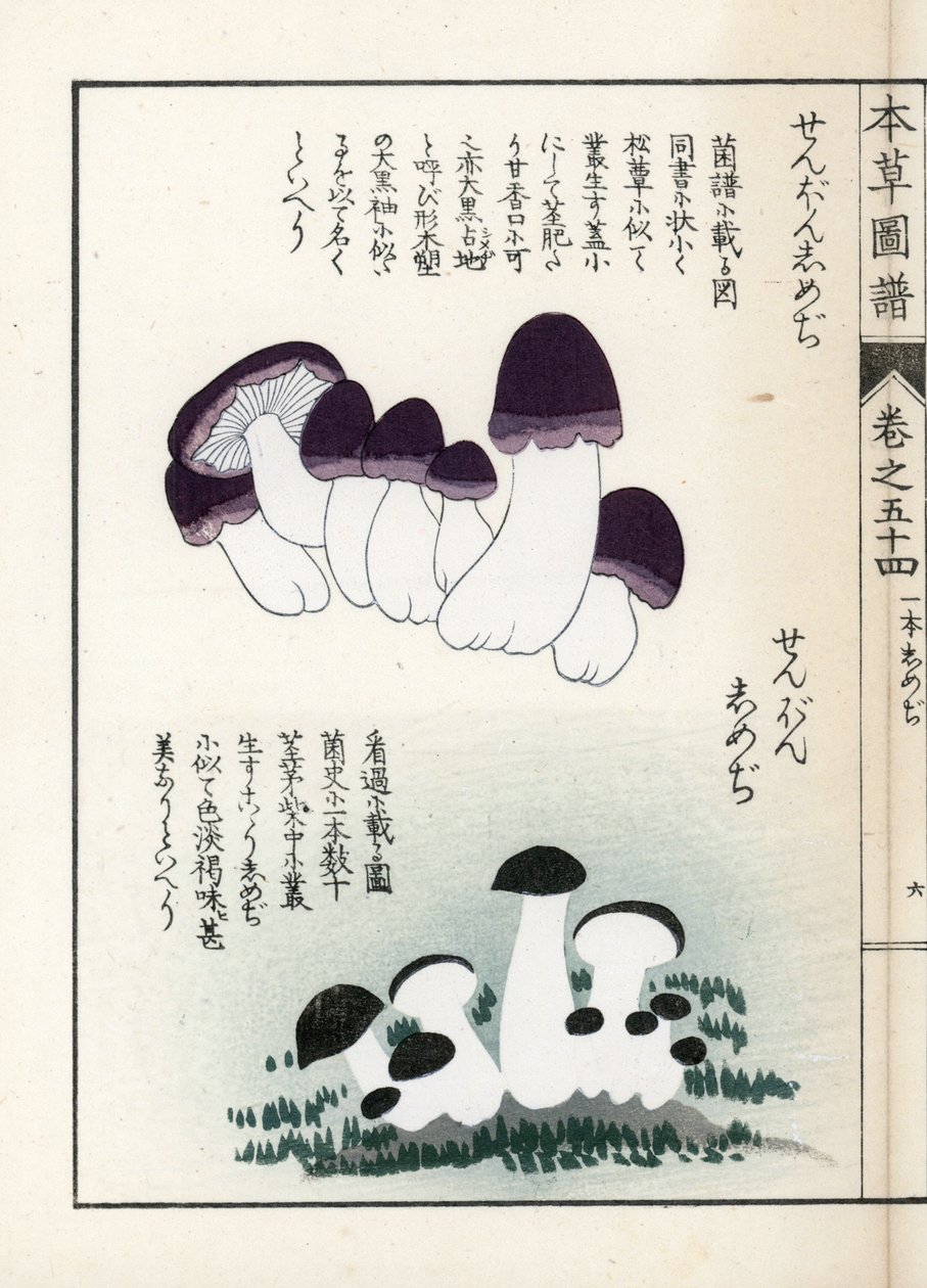 蘑菇：shimeji（可食用）的品种 - 日本版画，岩崎 Kanen（1786-1842 年）绘制，选自《Honzo Zufu》，药用植物图鉴 作者 未知艺术家