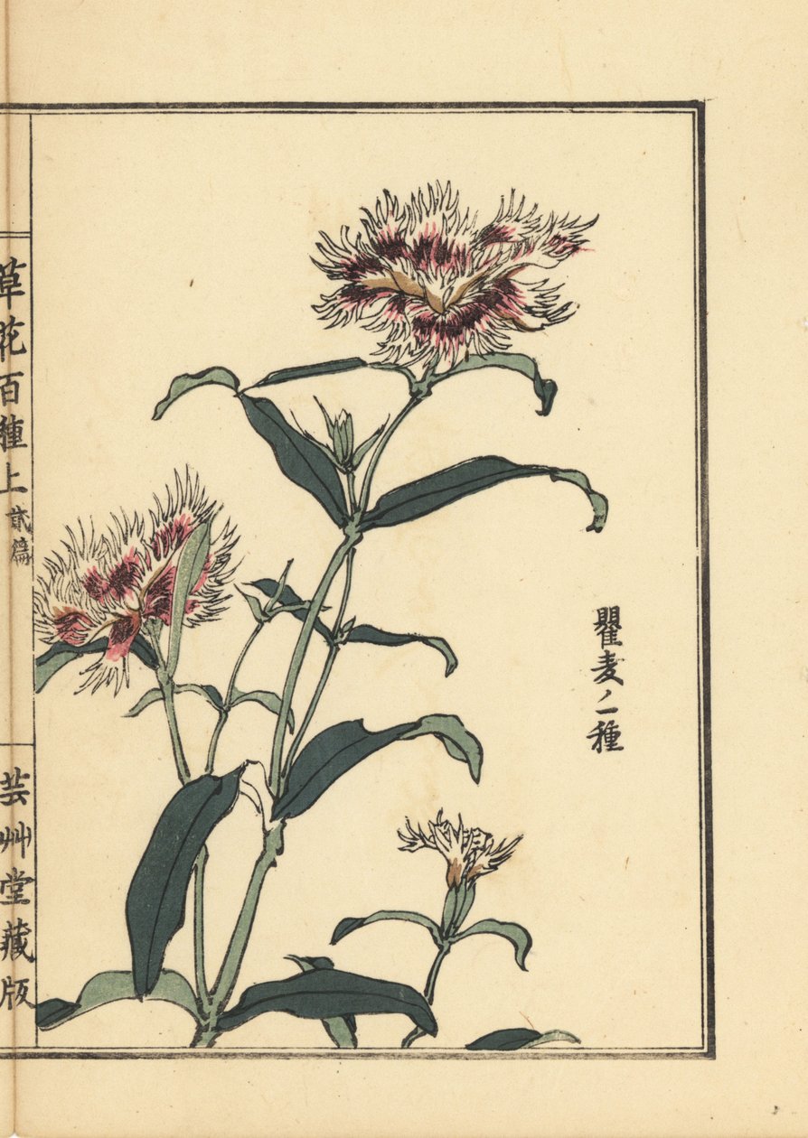 Nadeshiko 或流苏粉，Dianthus monspessulanus。Kono Bairei 的手绘木版画，选自《花卉百种》，东京，Yamada 作者 未知艺术家