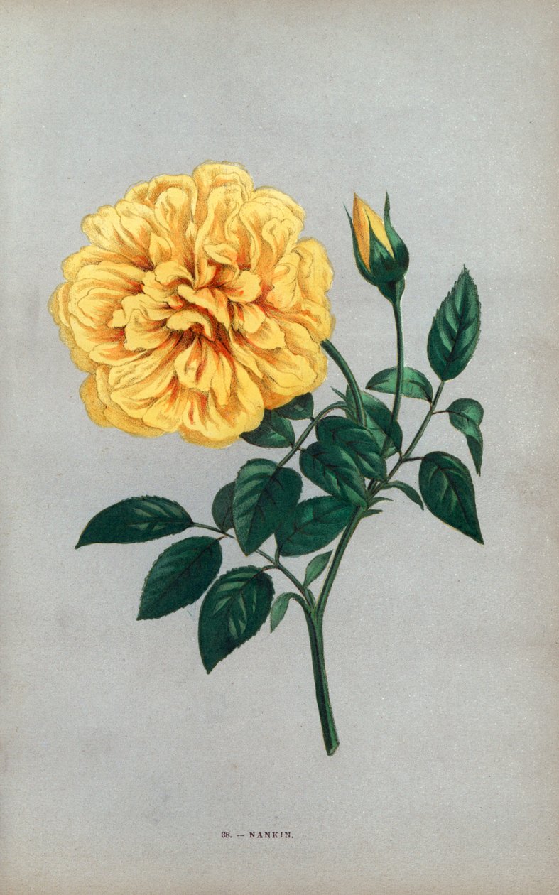 南京玫瑰，杜歇先生于 1871 年在里昂培育的茶玫瑰的黄色品种。F. Grobon 根据 Hippolyte Jamain 和 Eugene Forney 的 "Les Roses"（《玫瑰花》）绘制并石版印刷的铬石版画，巴黎，J. Rothschild 出版社。 作者 未知艺术家