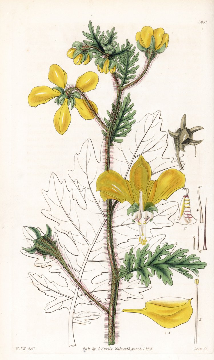 Nasa urens（Hispid loasa，Loasa hispida）。斯旺根据威廉-杰克逊-胡克尔的插图绘制的手绘铜版画，选自塞缪尔-柯蒂斯的《植物杂志》，伦敦 作者 未知艺术家