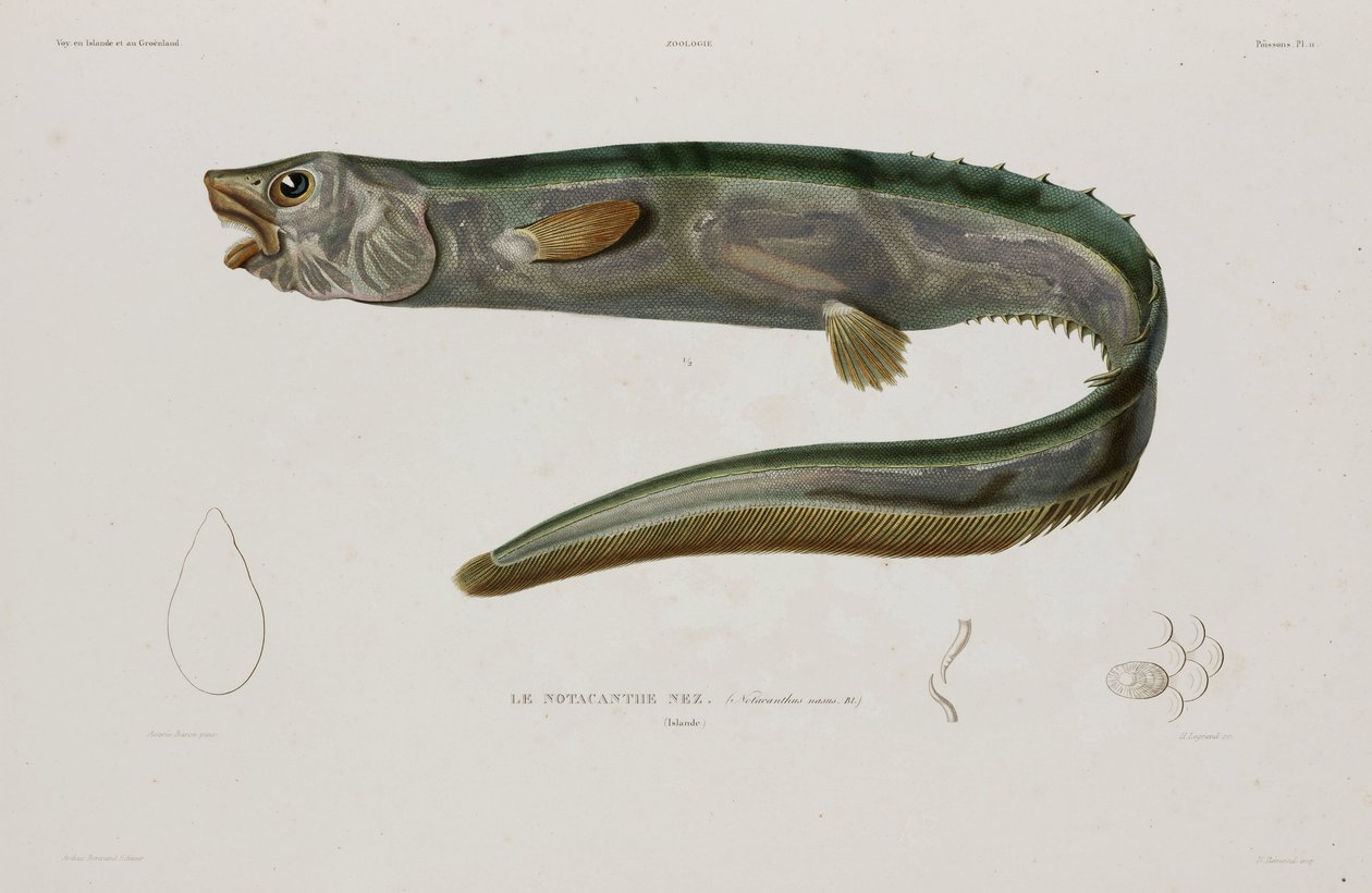 Natacanthus nasus，冰岛，19 世纪初 作者 未知艺术家