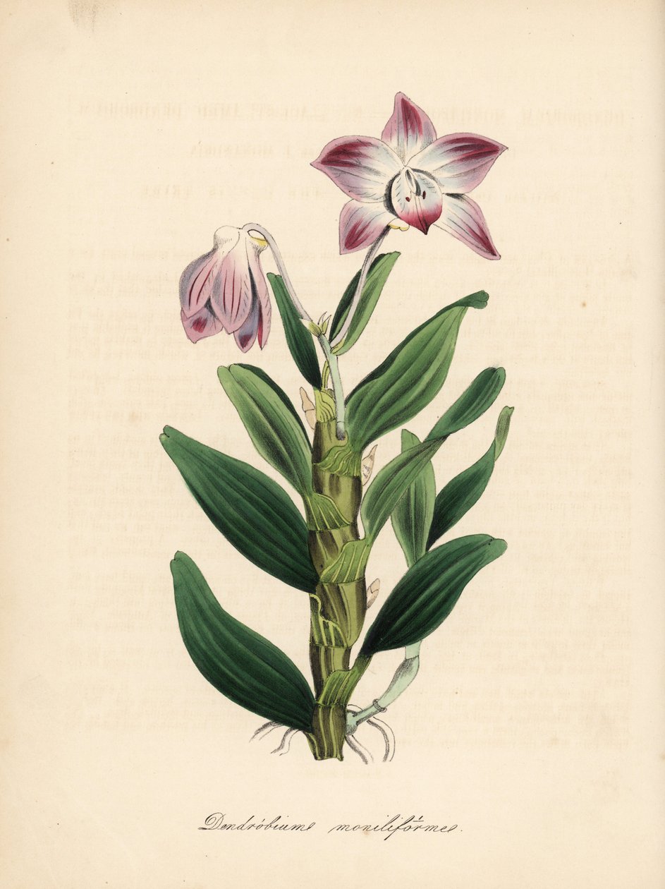 项链茎石斛兰或海芋兰，Dendrobium moniliforme。C. Chabot 的手绘彩色锌版画，由 M. A. Burnett 小姐根据她的 "Plantae Utiliores: or Illustrations of Useful Plants "绘制，Whittaker，伦敦 作者 未知艺术家